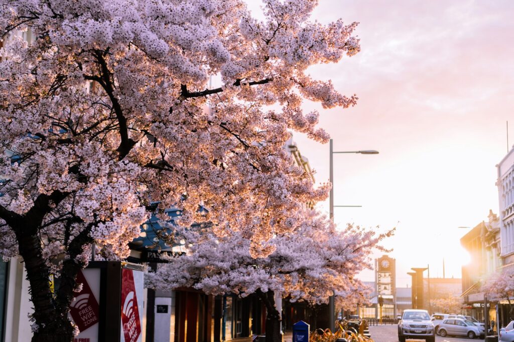 white cherry blossom tree near building during daytime